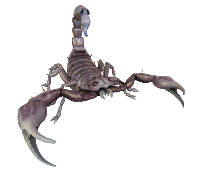 Northern Scorpling